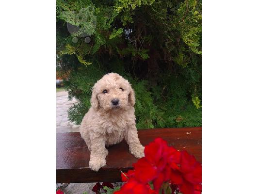 PoulaTo: Labradoodle F1